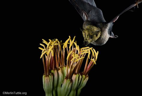 Inspiring Bat Conservation Through Photos - Merlin Tuttle's Bat ...