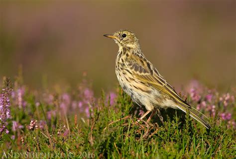 Meadow Pipit | BirdForum