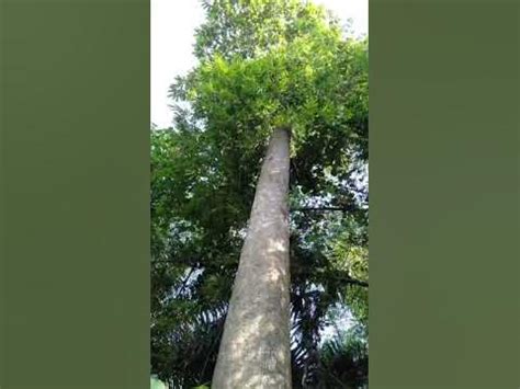 Apitong trees - YouTube