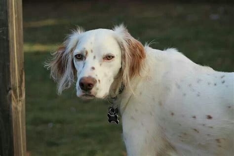 Beautiful Orange Belton English Setter | Setter anglais