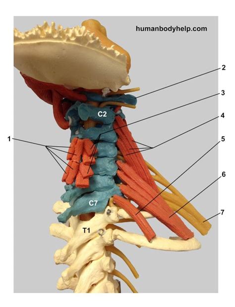 Spine with Muscles (Cervical 2) – Human Body Help