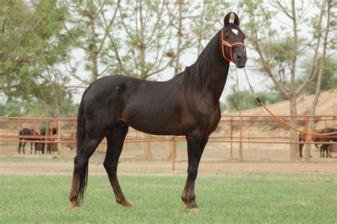 Marwari horse (indigenous horses of india)