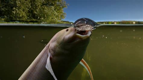 African Lungfish