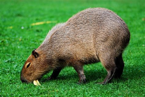 Os animais silvestres brasileiros | Pensamento Verde