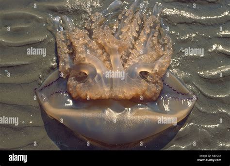 Jellyfish face Red Wharf Bay Anglesey Wales UK Stock Photo - Alamy