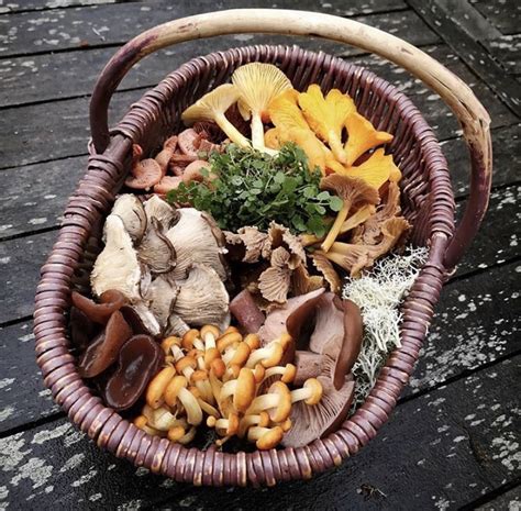 Mushroom Forage - Experience Nature