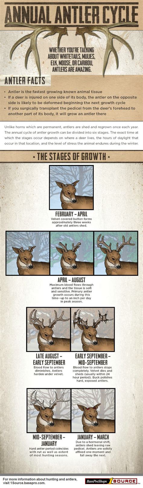 The Annual Antler Cycle Explained (infographic) | Bass Pro Shops