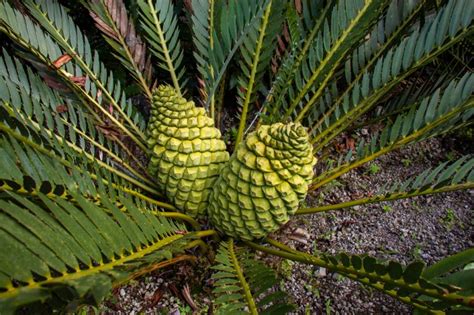 The Field Guide to "Gymnosperms and Angiosperms" - Earth.com