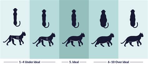 Is my cat too fat or too skinny? | FirstVet