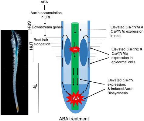 Frontiers | Abscisic Acid Regulates Auxin Homeostasis in Rice Root Tips ...