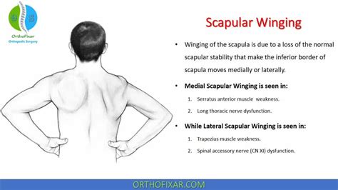 Falls In Elderly, Scapula Exercises, Shoulder Range Of Motion ...