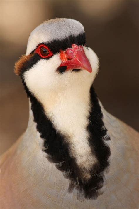 Chukar Partridge Hatching Eggs- Chukar Chicks for Sale | Cackle Hatchery®