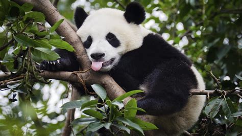 The Giant Panda Is No Longer An Endangered Species – Sick Chirpse