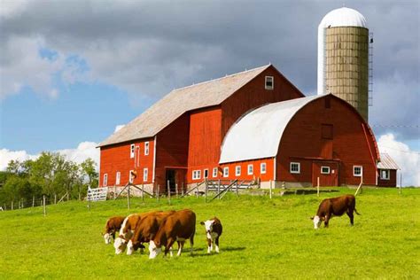 How to talk about farm animals in English | Old barns, Hereford cattle ...