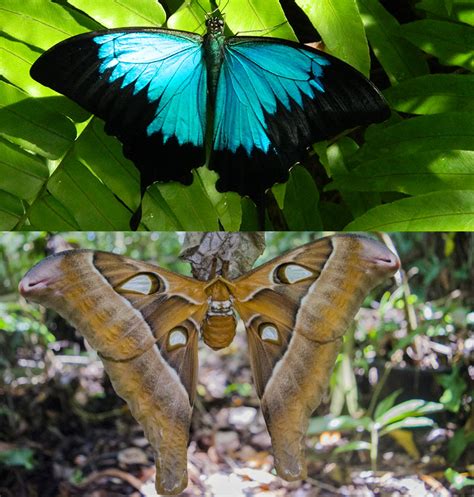 8 Differences Between Butterflies and Moths - Australian Butterfly Sanctuary