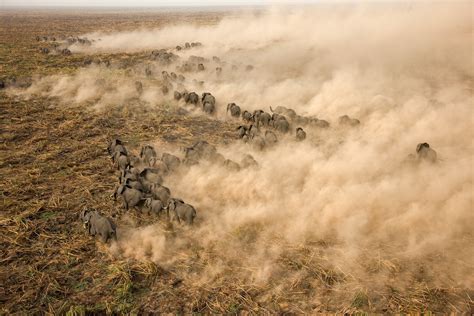 100 years of elephants: See how Nat Geo has photographed these iconic ...