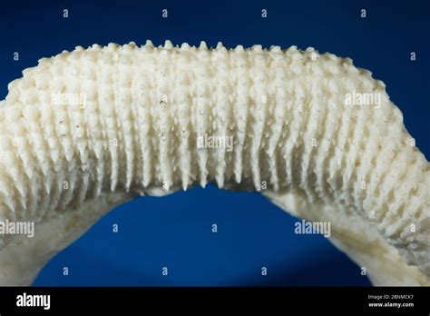 Zebra shark (Stegostoma fasciatum) detail of lower jaw teeth used for crushing shells of ...