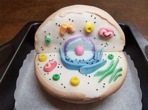 Animal Cell Cake Model | Medical Amino