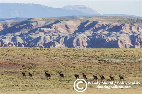 Portfolio: Red Desert Wyoming - Shattil/Rozinski Photography