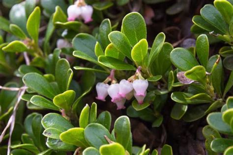 The 10 Best Evergreen Ground Cover Plants that Grow Quickly | Evergreen ...