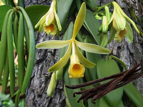 Variegated Vanilla Bean Orchid Vanilla Planifolia Variegata Live STARTER Plant Grow Your Own ...