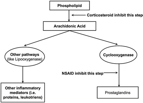 Mechanism Of Action Of Corticosteroids In Anaphylaxis Meaning - IMAGESEE