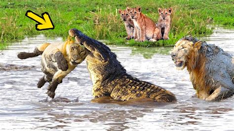 Crocodile Vs Hippo Youtube - Crocodile