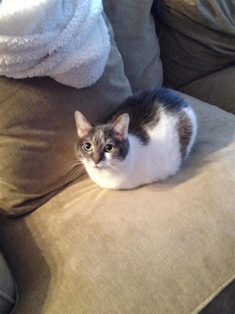 28 Silly Cats Who Have Gone Full Loaf Mode. Supreme Comfort: Engaged ...