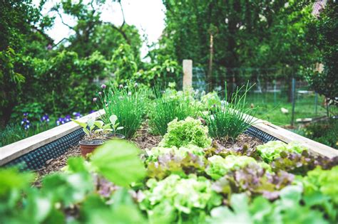 Parsley vs Cilantro: How to Tell the Difference - Utopia