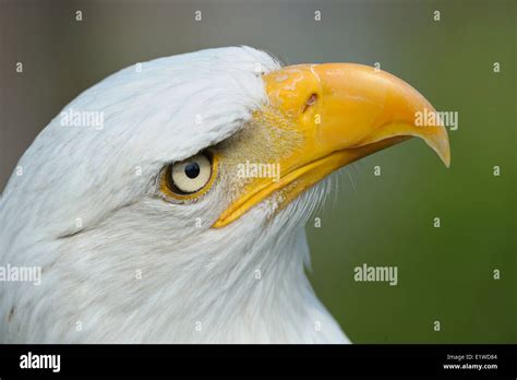 Bald eagle, Portrait Stock Photo - Alamy