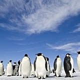 March of the Penguins 2 Photos and Details | POPSUGAR News