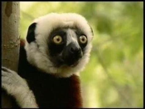 Jovian, Lemur Star Of Zoboomafoo, Dead At 20 | The Mary Sue