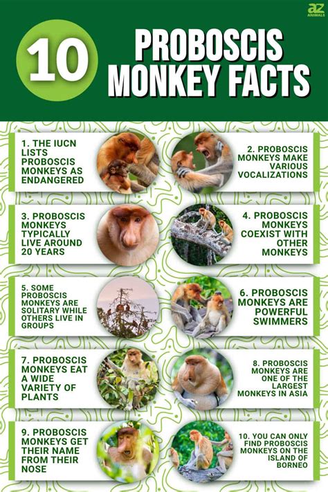 10 Interesting Facts About Proboscis Monkeys - A-Z Animals