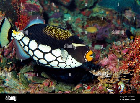 Triggerfish Mouth Teeth High Resolution Stock Photography and Images - Alamy