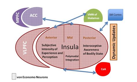 I Feel, Therefore, I am: The Insula and Its Role in Human Emotion, Cognition and the Sensory ...