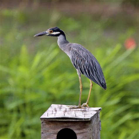 10 Heron Facts You Did Not Know - Factopolis