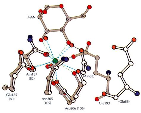 Lectins on a roll: the structure of E-selectin: Structure