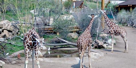 Cheyenne Mountain Zoo – Colorado Springs | Wildlife Exhibits and Events