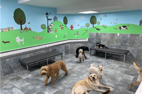 Dog Daycare in Chelsea and West Village NYC | City Tails NYC