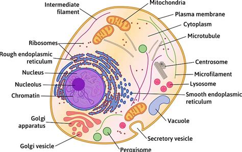 Top 194+ Describe animal cell with diagram - Merkantilaklubben.org