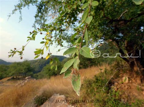 Anogeissus Pendula – The Resident Tree Of Aravalis – JaipurThruMyLens - Learn Jaipur