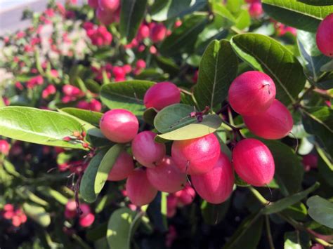 Miracle Fruit - Louie's Nursery & Garden Center - Riverside CA