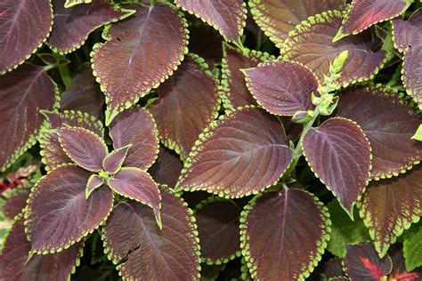 Coleus | Foliage Plant, Ornamental & Perennial | Britannica