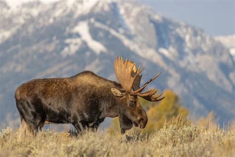 Wildlife in Grand Teton National Park - What You'll See