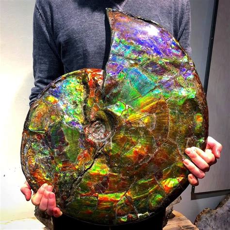 RARE Giant Natural Ammolite from Alberta, Canada. With the rare purple ...