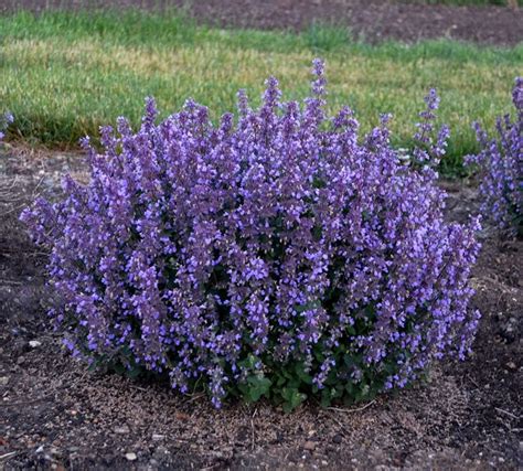 Catmint – How to Grow & Care for Nepeta | Garden Design