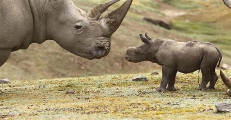 This Baby Rhino is the Cutest Thing We've Seen All Day | HuffPost