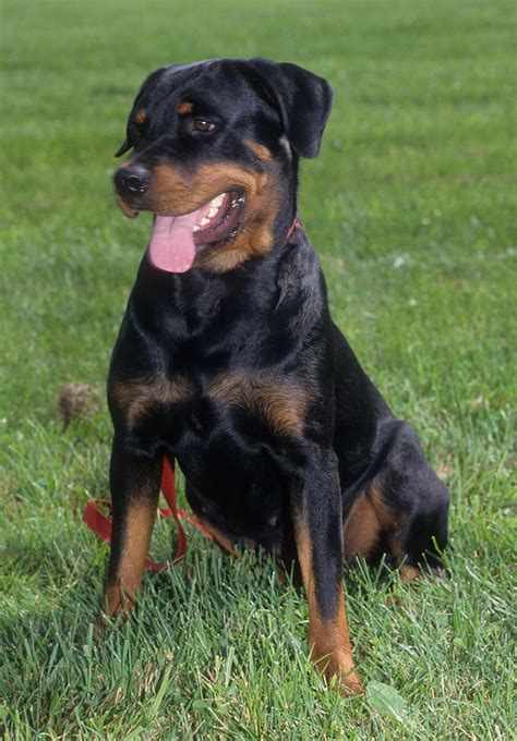 Female Rottweiler Photograph by Jeanne White