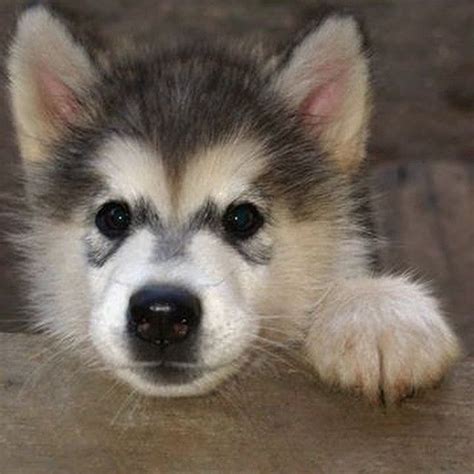 Siberian husky puppy grey