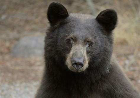 Riding Mountain National Park Check List · iNaturalist Canada